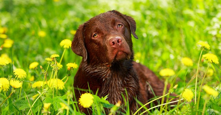 poison ivy on dogs