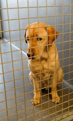 Labrador Rescue And How To Adopt A Dog - A Dog Rehoming Guide