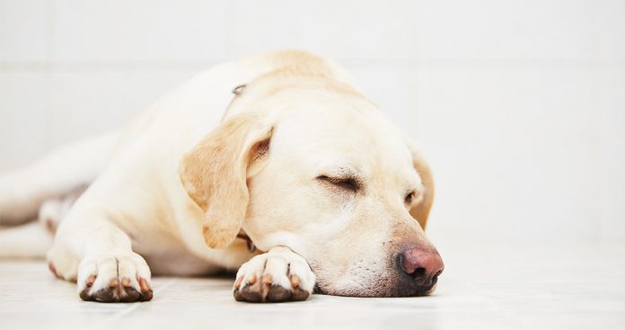 Temaril P - A Complete Guide To Your Dog's Prescribed Drug