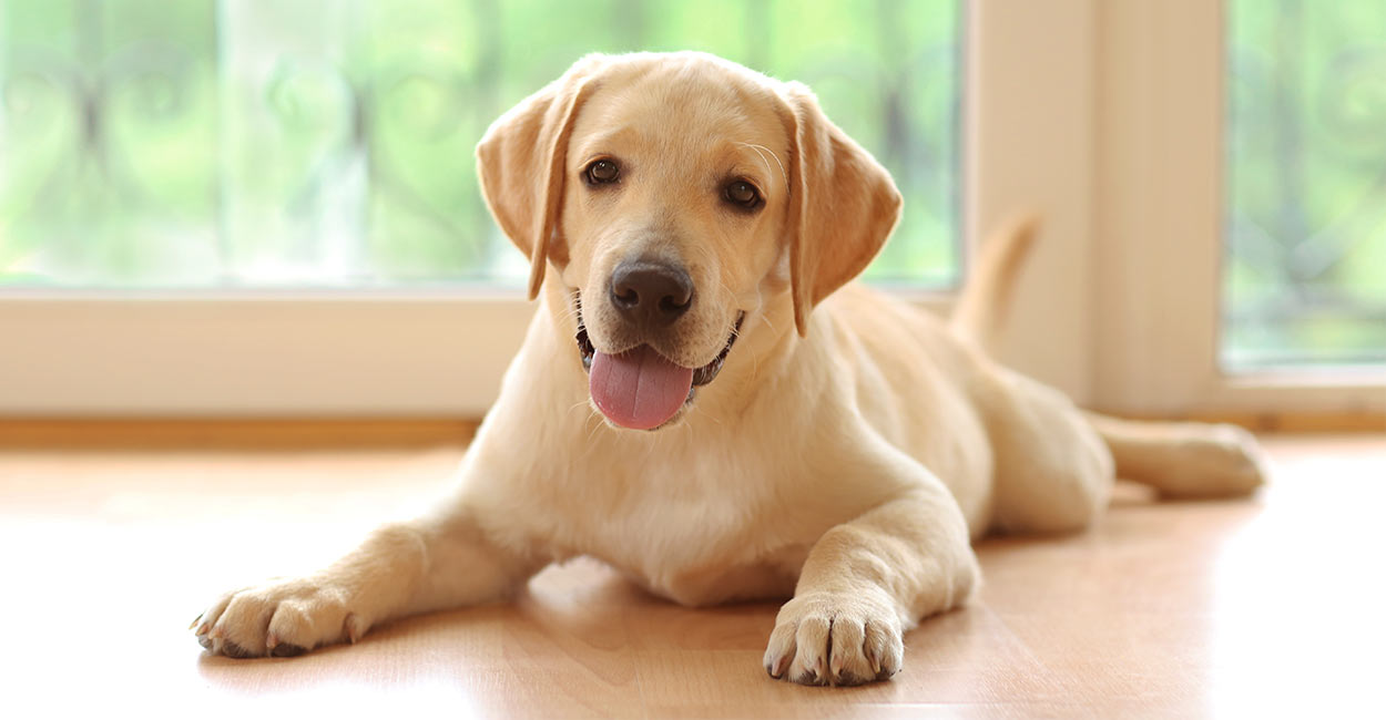 yeast treatment for dogs