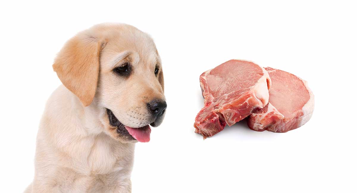 dogs eat beef rib bones