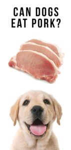 Can Dogs Eat Pork? A Guide To Pork Bones, Ribs And Meat For Dogs