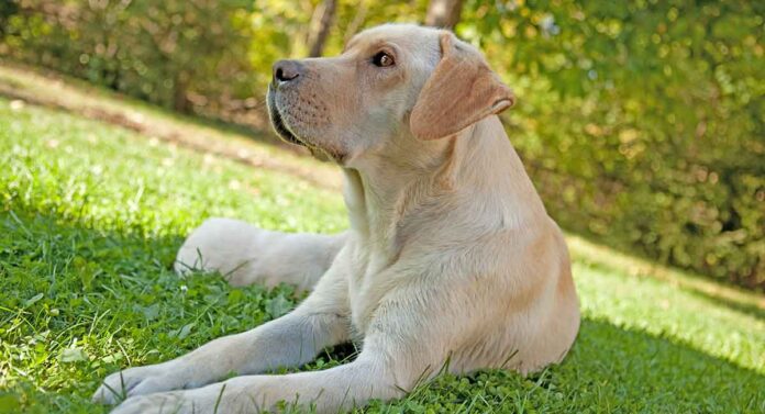 false pregnancy in dogs