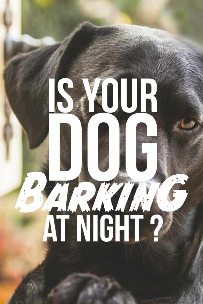 Dog Barking At Night Helping Dogs Sleep & Preventing Early Waking