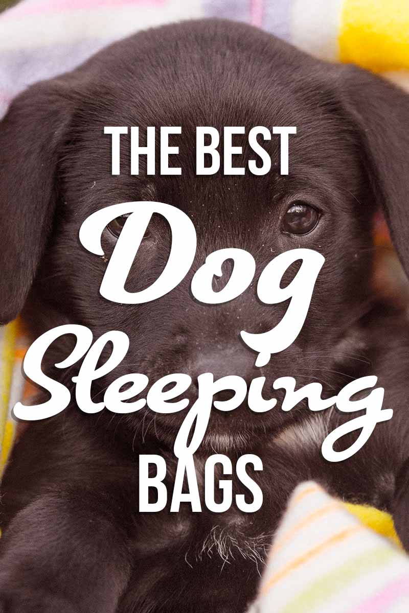 best-dog-sleeping-bag-choosing-the-right-bed-for-your-pet