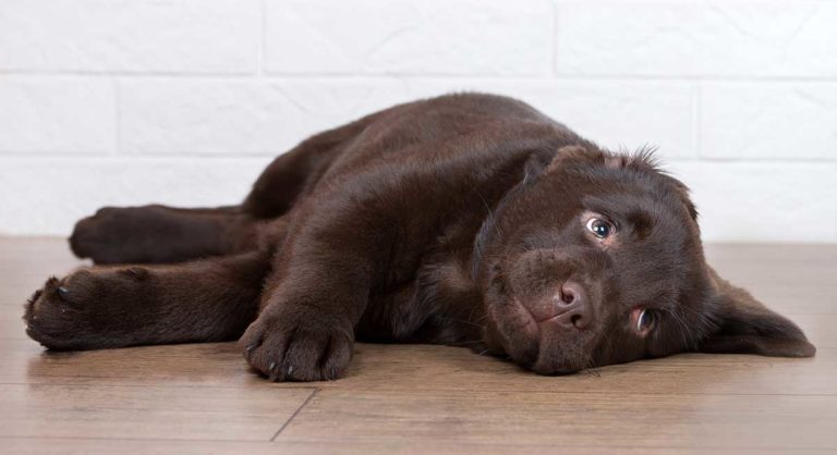 Dog Barking At Night Helping Dogs Sleep Preventing Early Waking