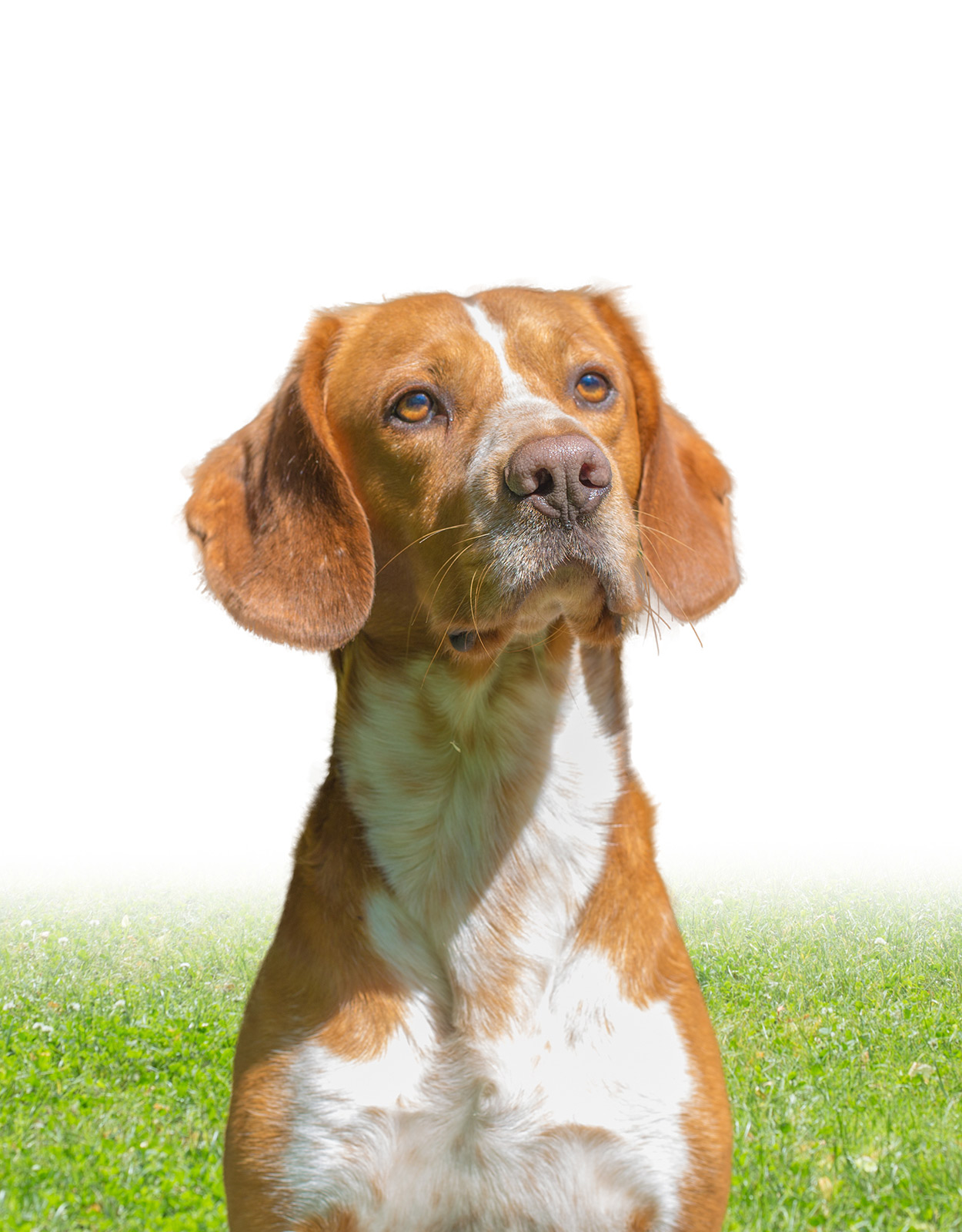 Beagle Lab Mix A Complete Guide To An Increasingly Popular Cross