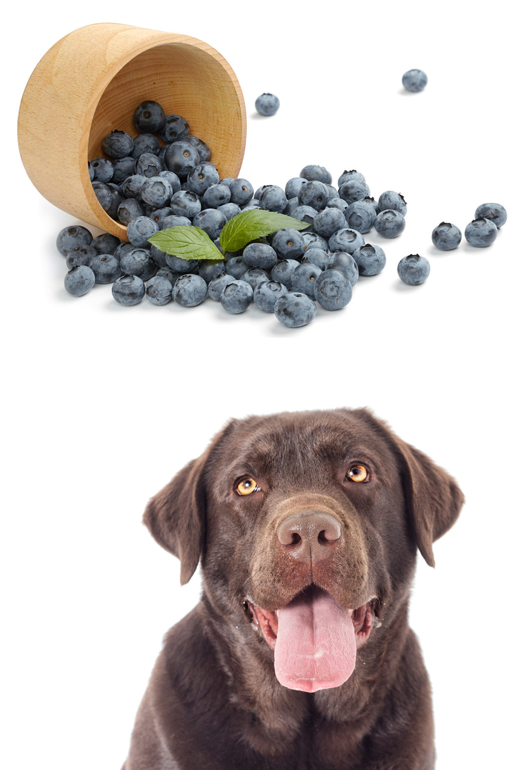 Can dogs eat bluberries