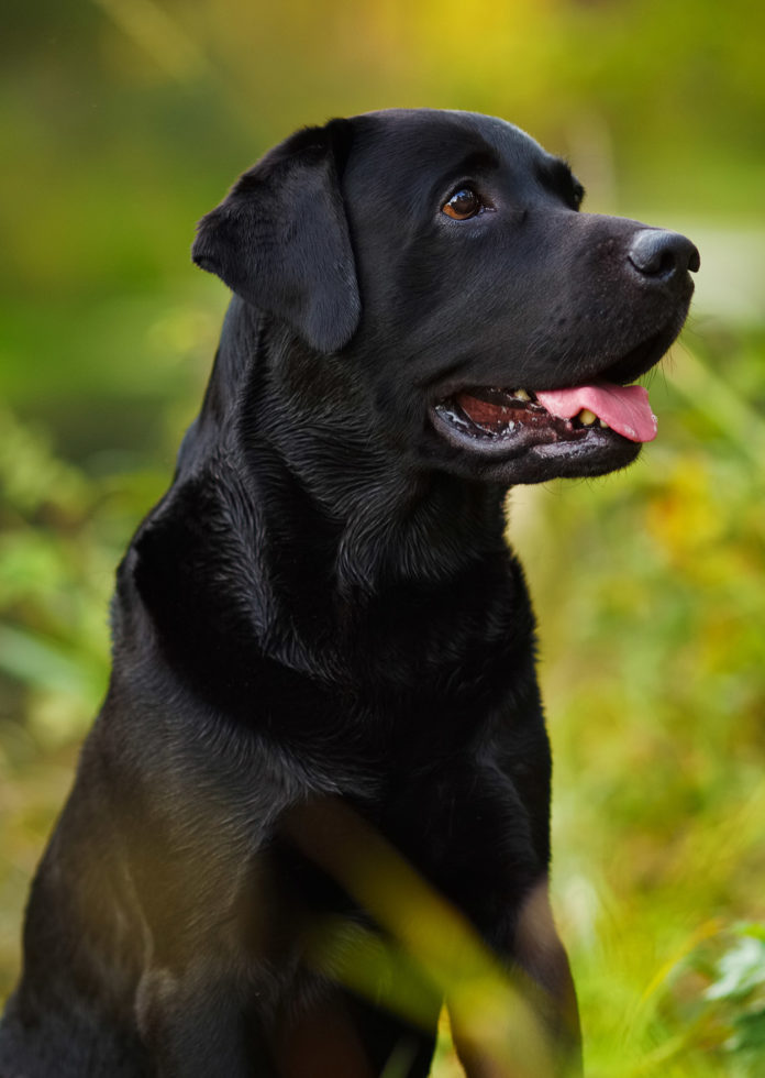 Carprofen For Dogs What It Is, How It Works, Dosage and Side Effects
