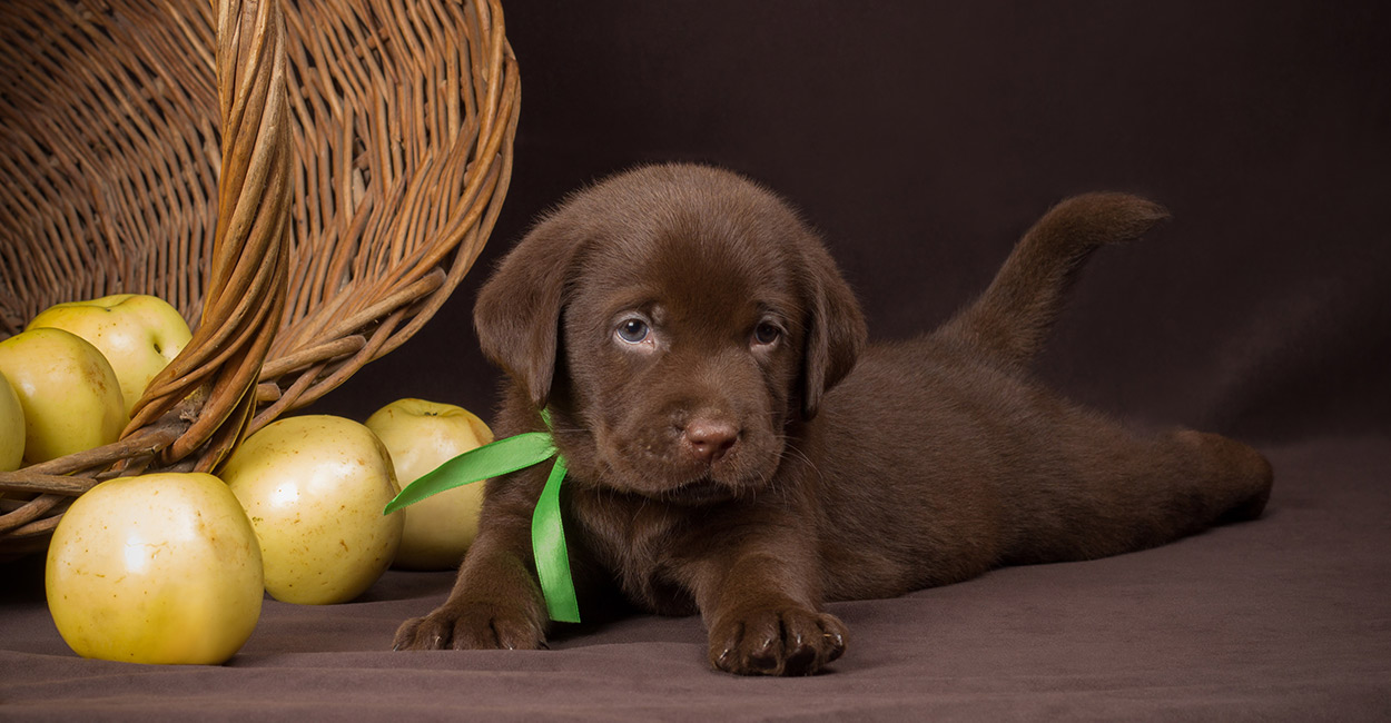 cute chocolate labrador retriever puppy