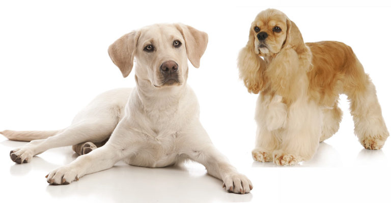 cocker spaniel lab mix