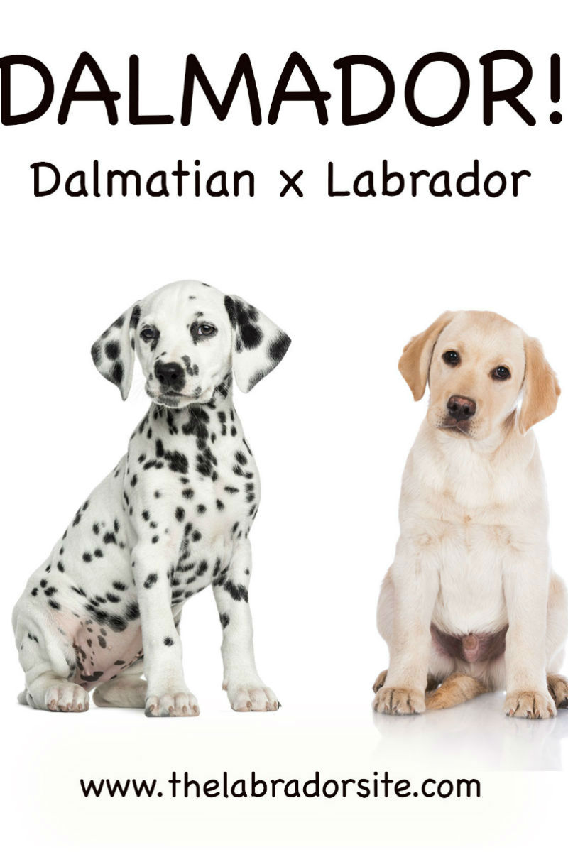 Dalmador Everything You Need To Know About The Dalmatian Lab Mix