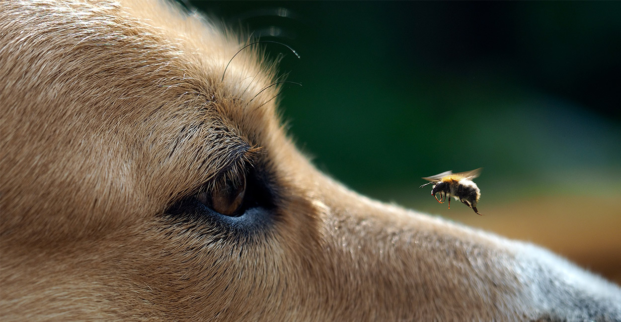 dog stung by bee looks like goofy