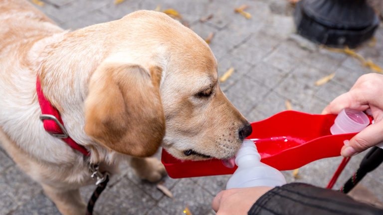 dog water bottle