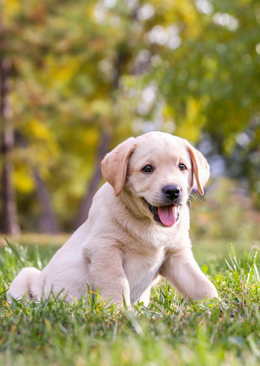 How To Play With A Puppy - A Complete Guide For New Owners