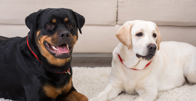 Rottweiler vs Labrador