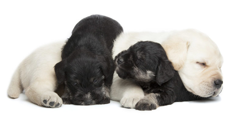 Schnauzer Lab mix