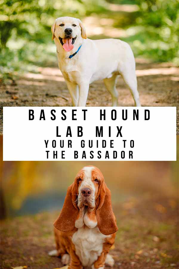 pitbull basset hound lab mix