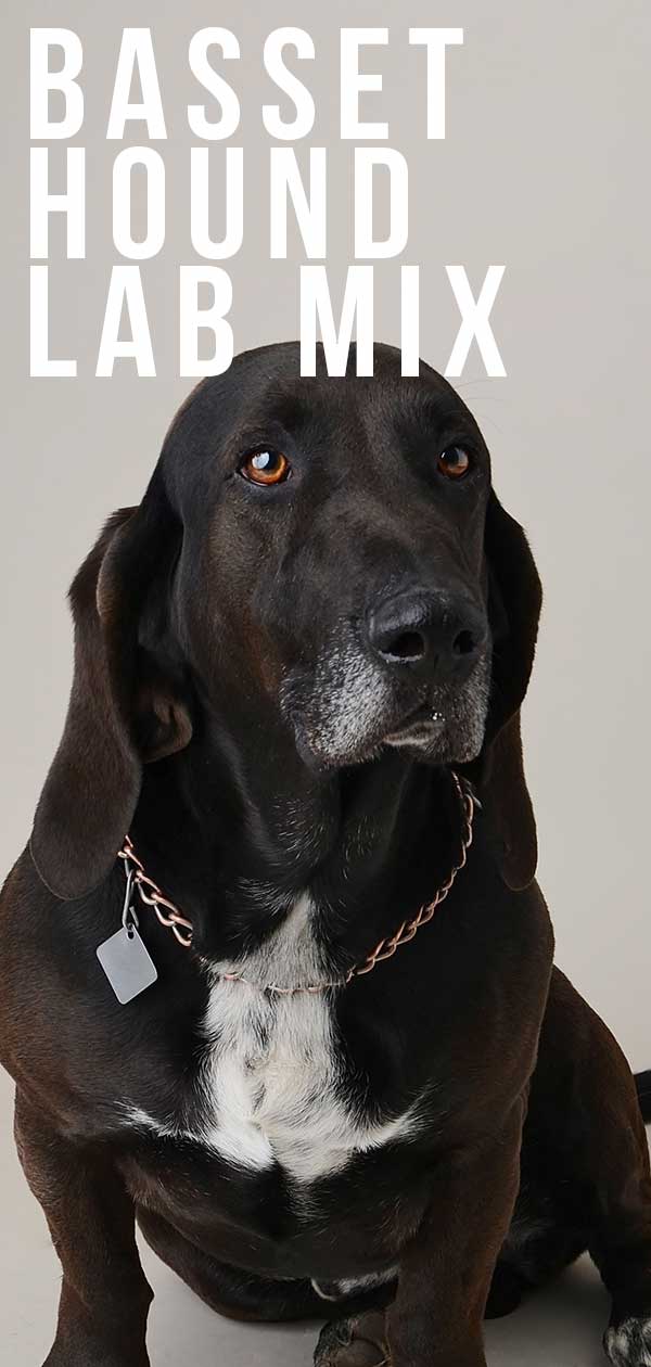 Basset Hound Lab Mix: Your Guide to the Bassador