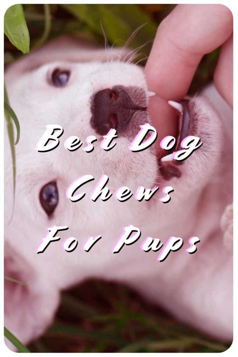 Best Dog Chews For Pups That Love To Chomp