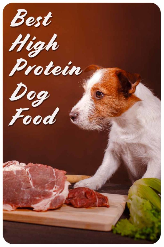 Best High Protein Dog Food To Enrich Your Pets Diet