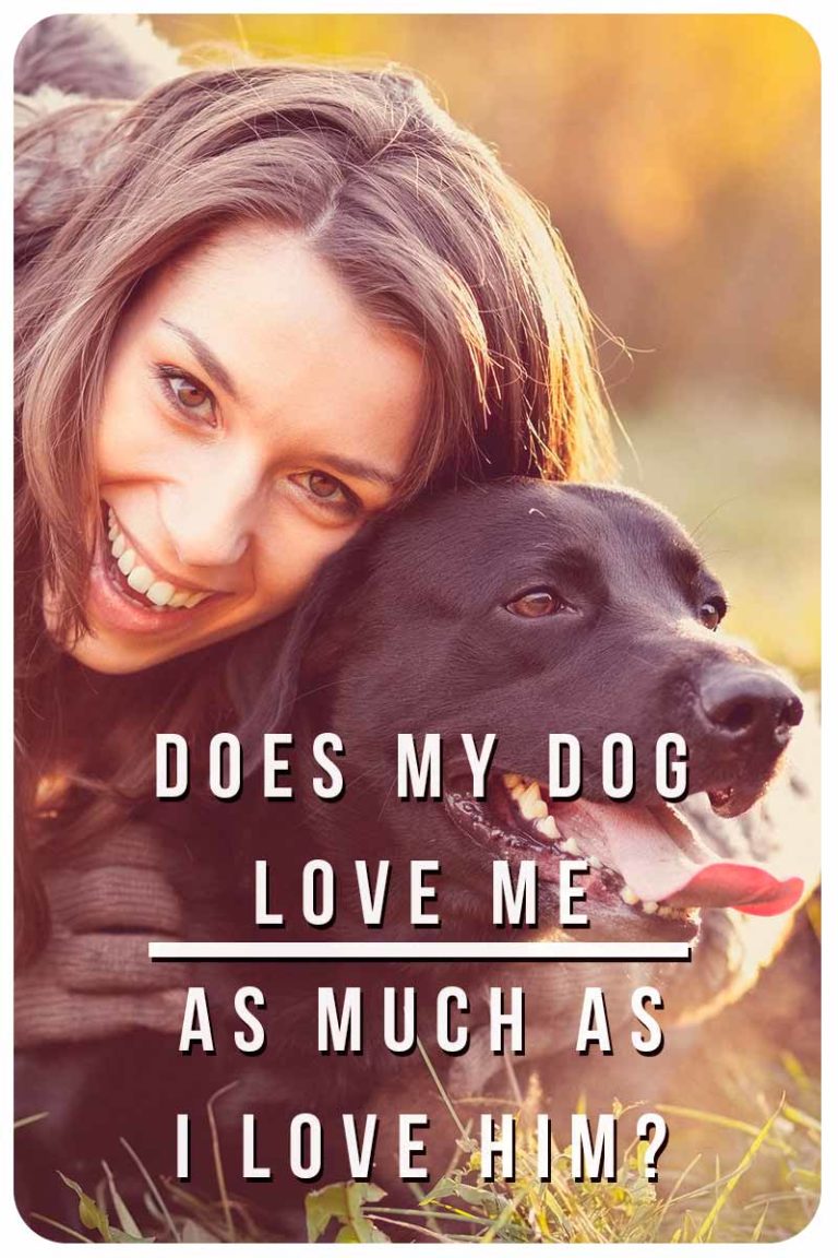 Does My Dog Love Me: Signs Your Dog Loves You