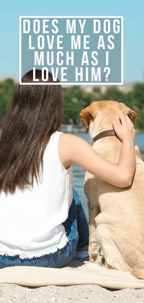 Does My Dog Love Me: Signs Your Dog Loves You