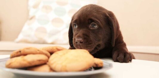 Labrador retriever feeding hotsell