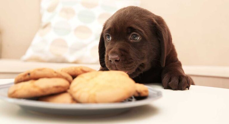 photo of a chocolate labrador puppy looking at cookies on a plate