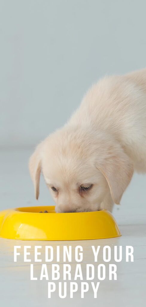 Feeding Your Labrador Puppy: How Much, Diet Charts And The Best Food