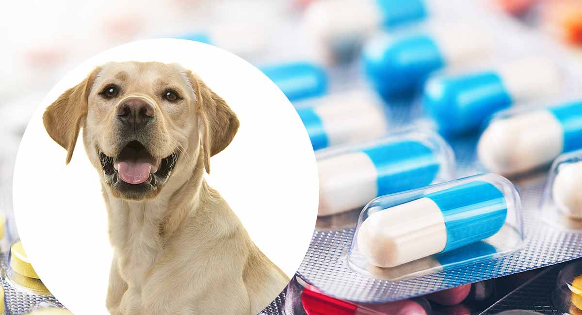 Imodium For Dogs Can You Give A Dog Imodium And What s The Dosage