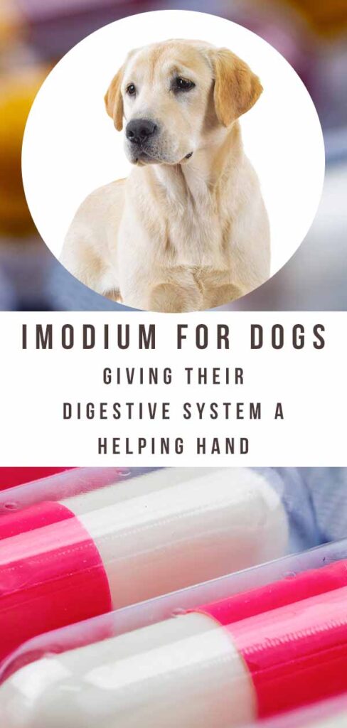 imodium-for-dogs-can-you-give-a-dog-imodium-and-what-s-the-dosage