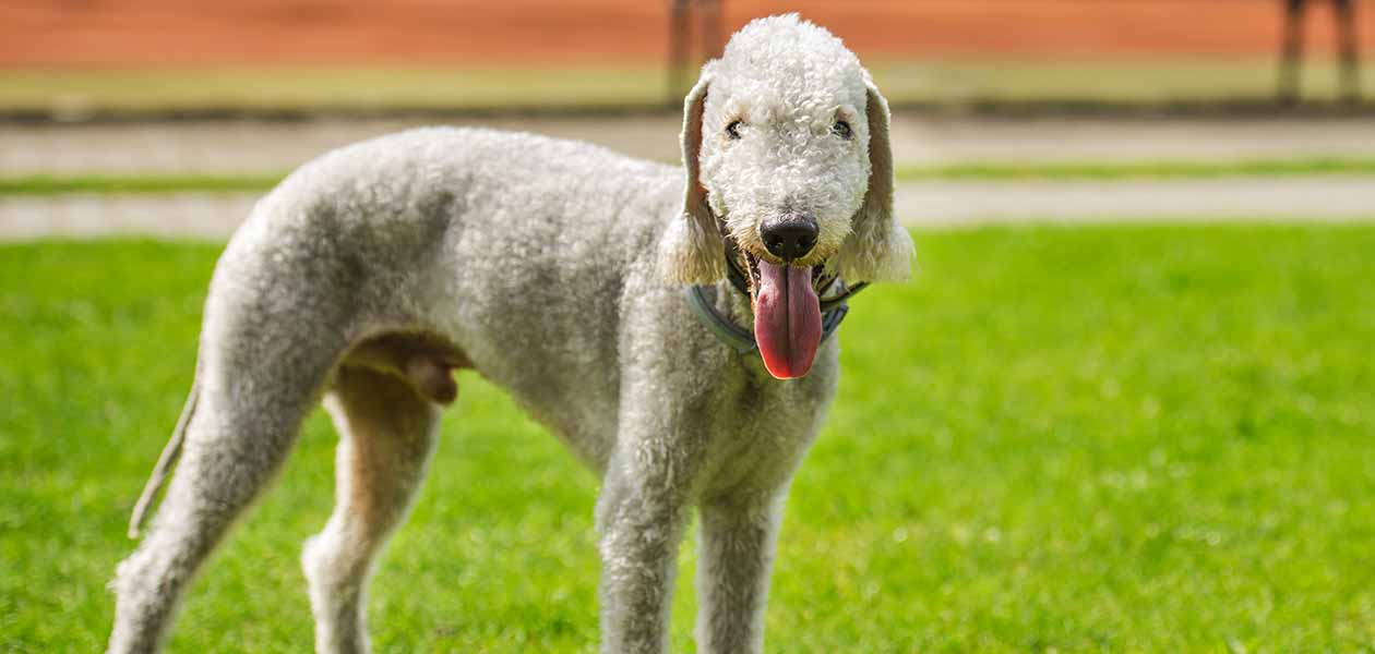 rarest dog breeds 2018