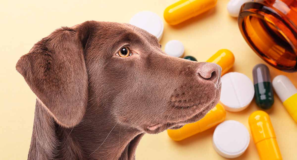 Rimadyl for Dogs What Is It Used For And How Does It Work?