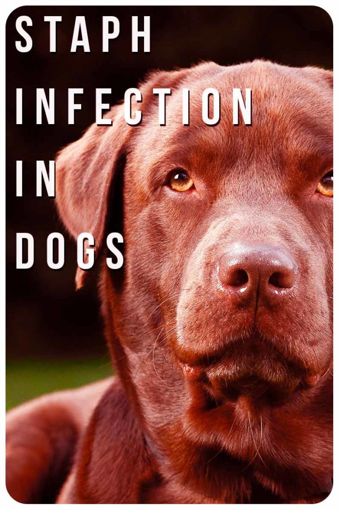 staph-infection-in-dogs-everything-you-need-to-know