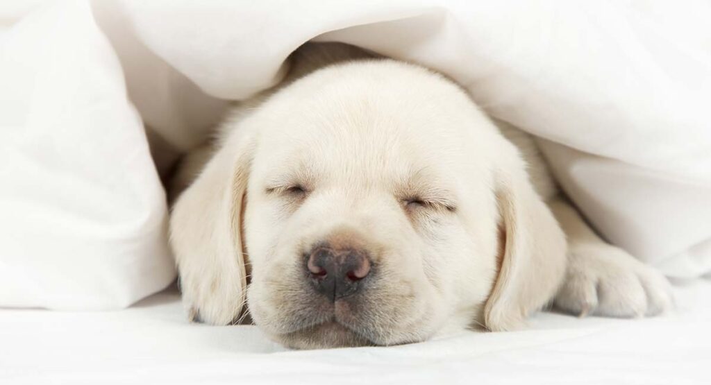 Puppy Crying Tips For Settling New Puppies At Night Or In A Crate