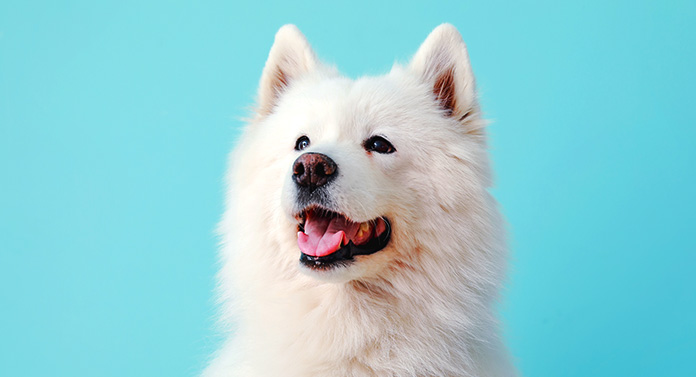 what breed are white fluffy dogs