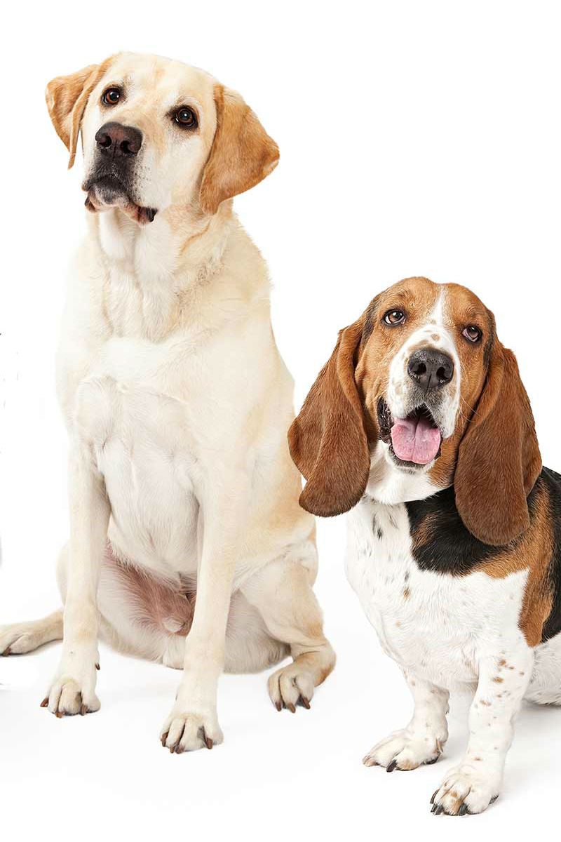 can a labrador retriever and a basset hound be friends