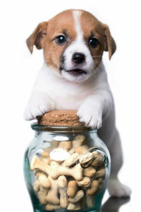 Finding The Best Dog Biscuits For Your Puppy or Dog