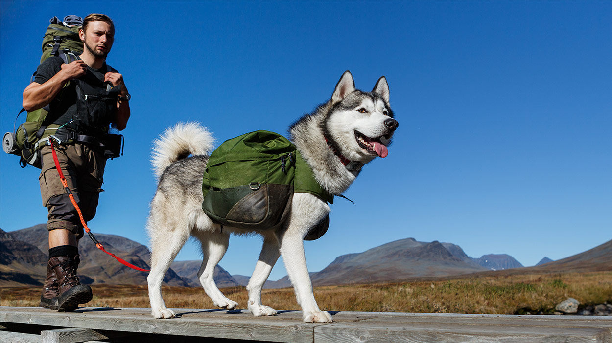 best dogs to hike with