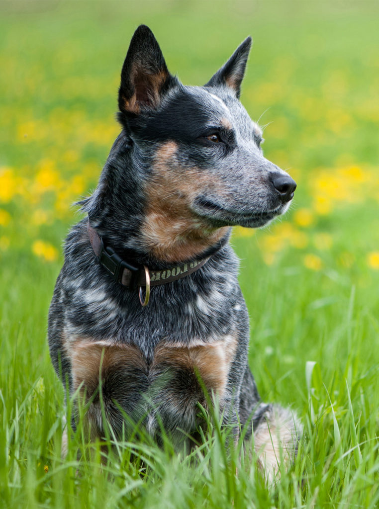 Types Of Heeler Dogs - Photos All Recommendation