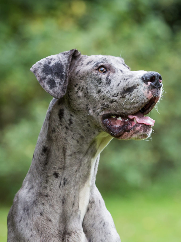 Cool Dog Breeds - Discover Ten of the Coolest Breeds of Dog