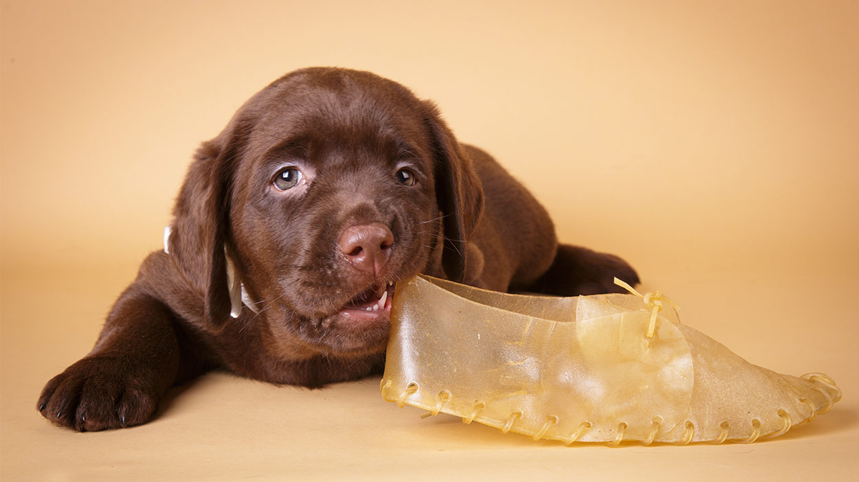 What Dog Chews Are Safe For Puppies