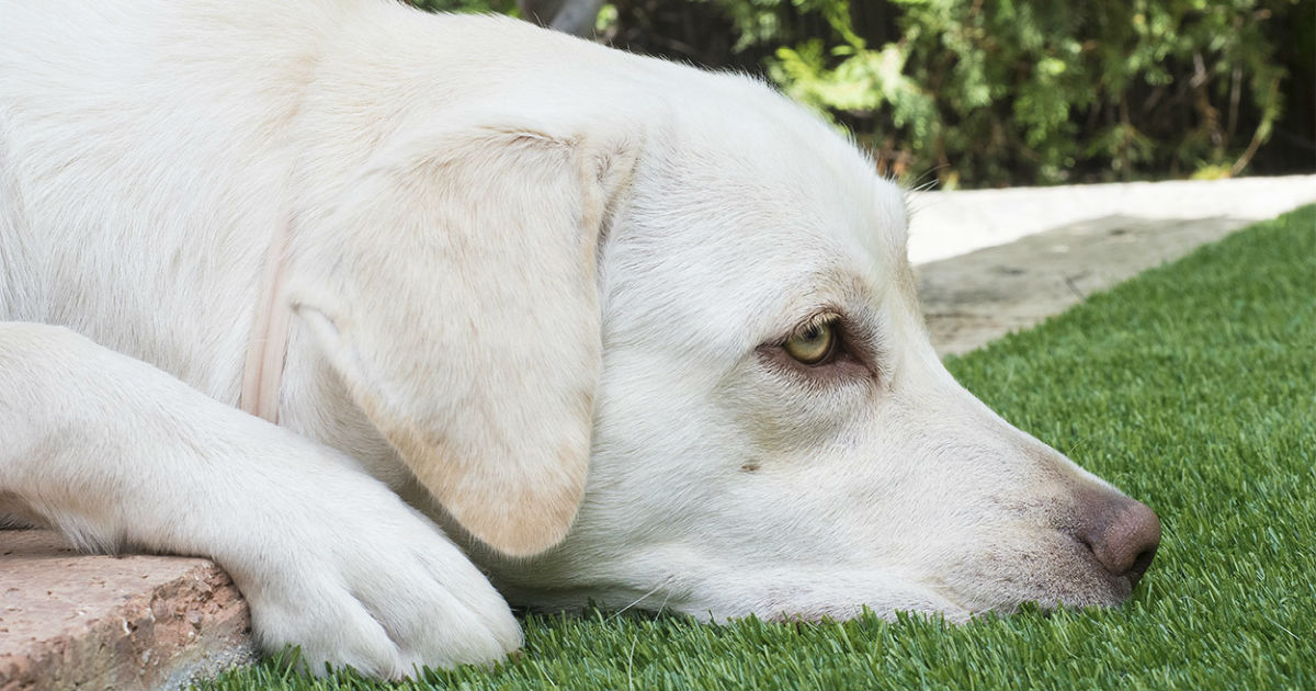 signs of severe constipation in dogs