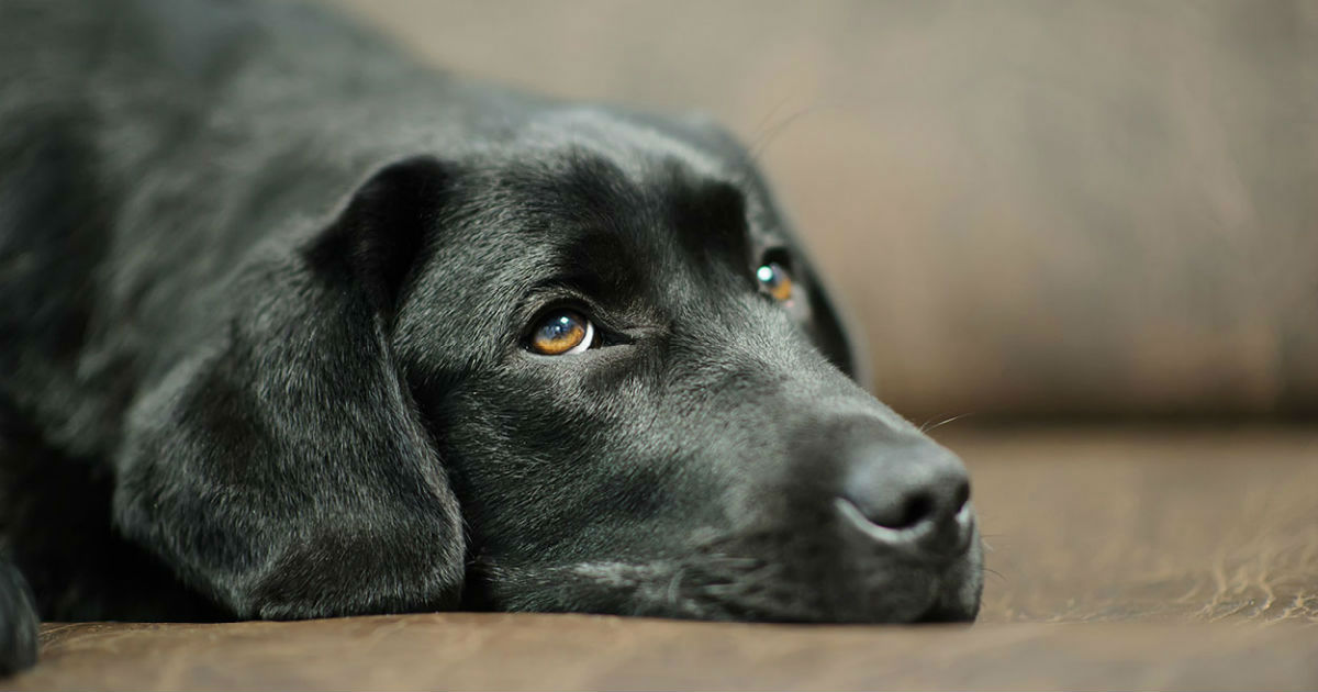 how to treat fungal infection on dogs skin