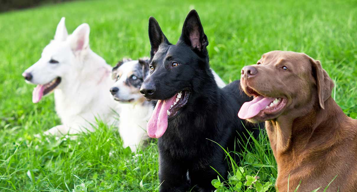 what is the easiest dog breed to train