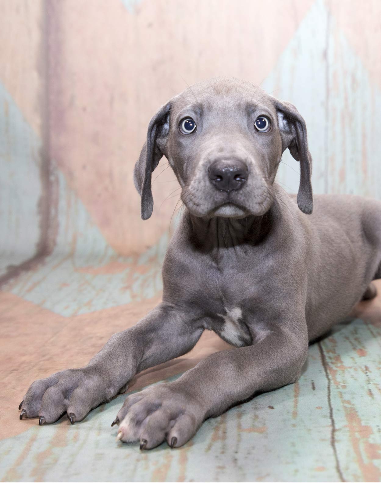 Giant Dog Breeds The Biggest And Best Around