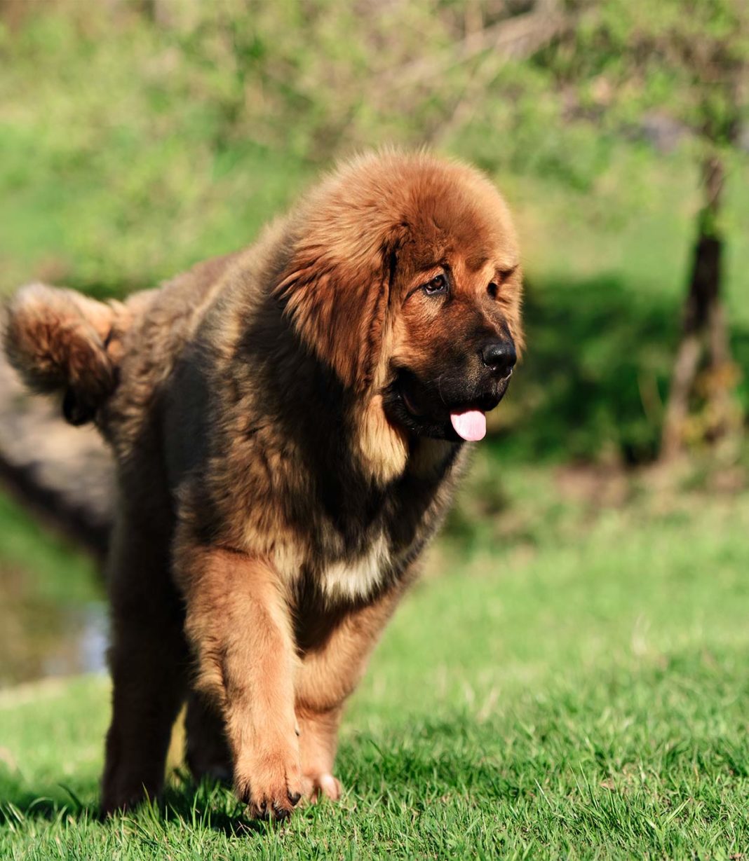 giant soft dog