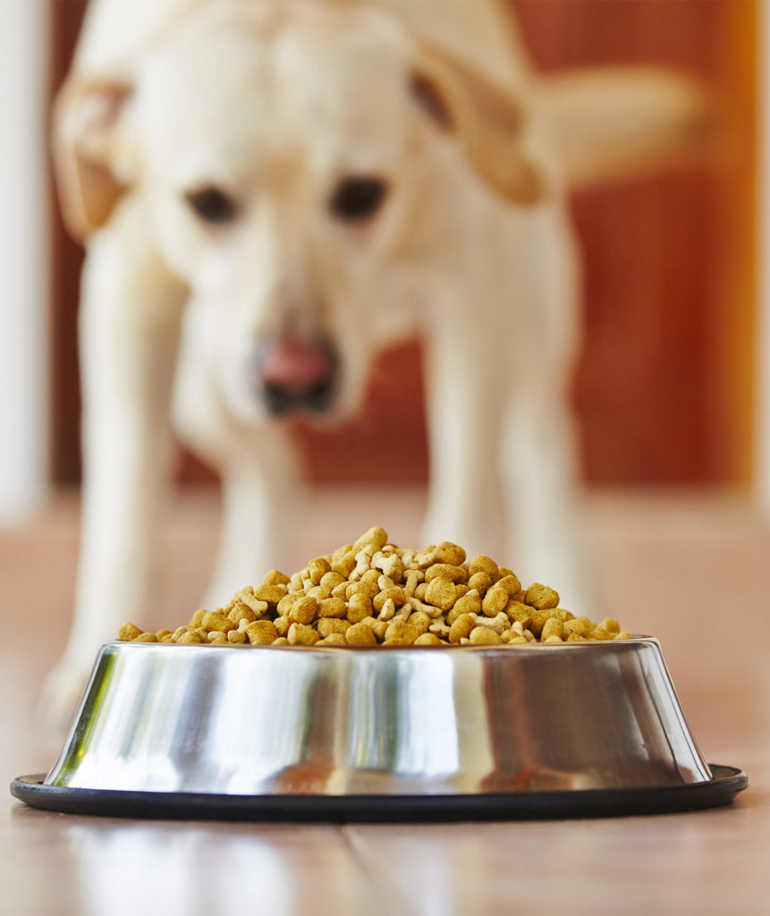 Best High Protein Dog Food To Enrich Your Pet S Diet