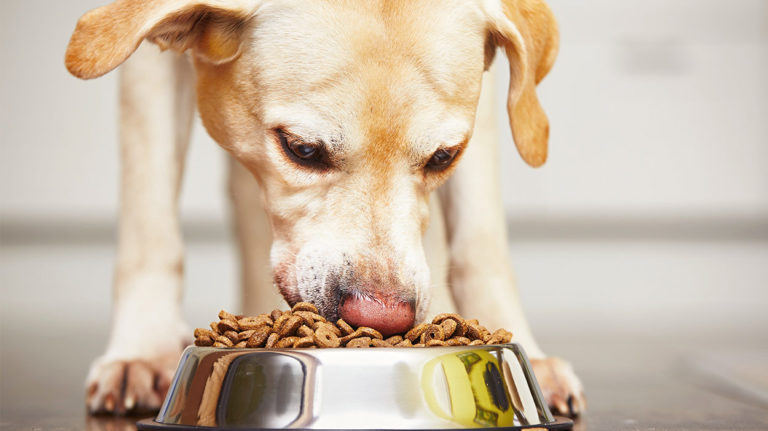 There are a lot of high protein dog food brands